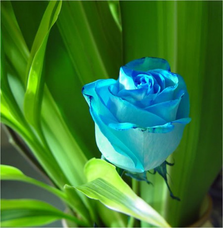 modrá růže Japonsko