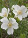botanická růže bílá